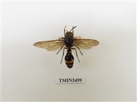 藏品(台灣秀蜾蠃)的圖片